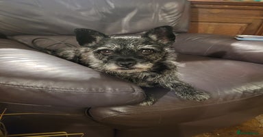 Mixed Breed dogs - Advert 3