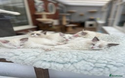 Ragdoll cats for sale: Gorgeous litter of bicolour kittens GCCF reg - Image 2