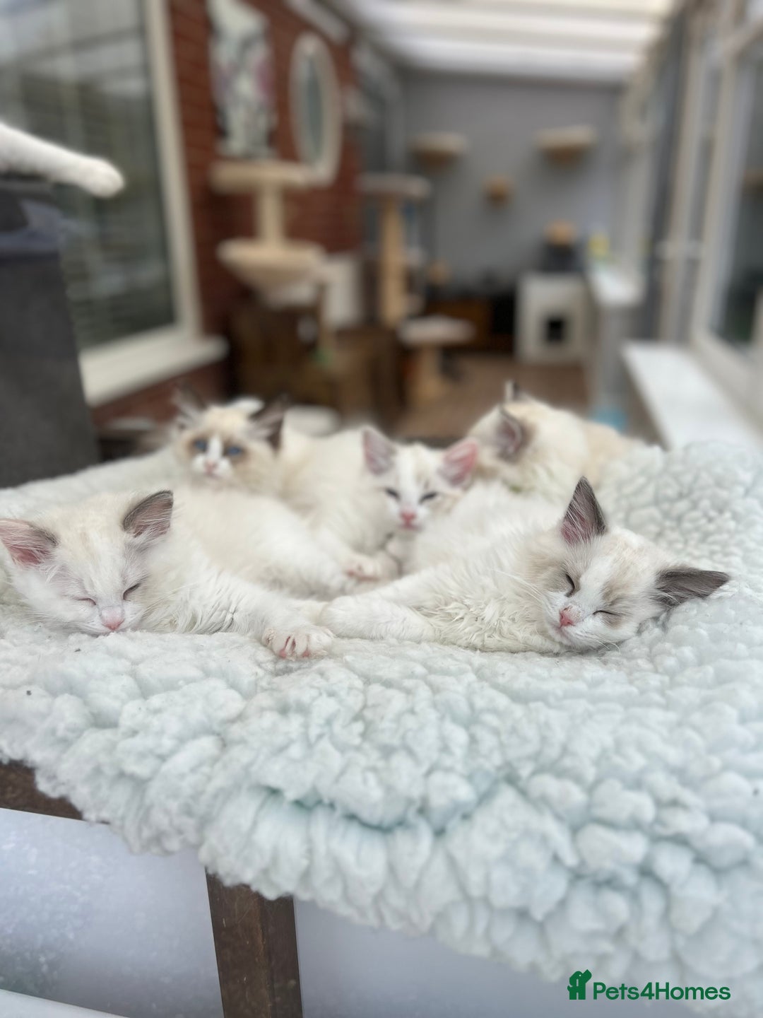 Ragdoll cats for sale: Gorgeous litter of bicolour kittens GCCF reg - Image 2