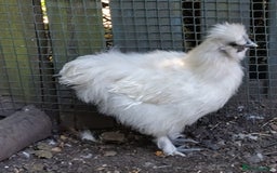 Chickens poultry for sale: Mixed Silkie chickens (Trio/all). Hatched 2025 - Image 5