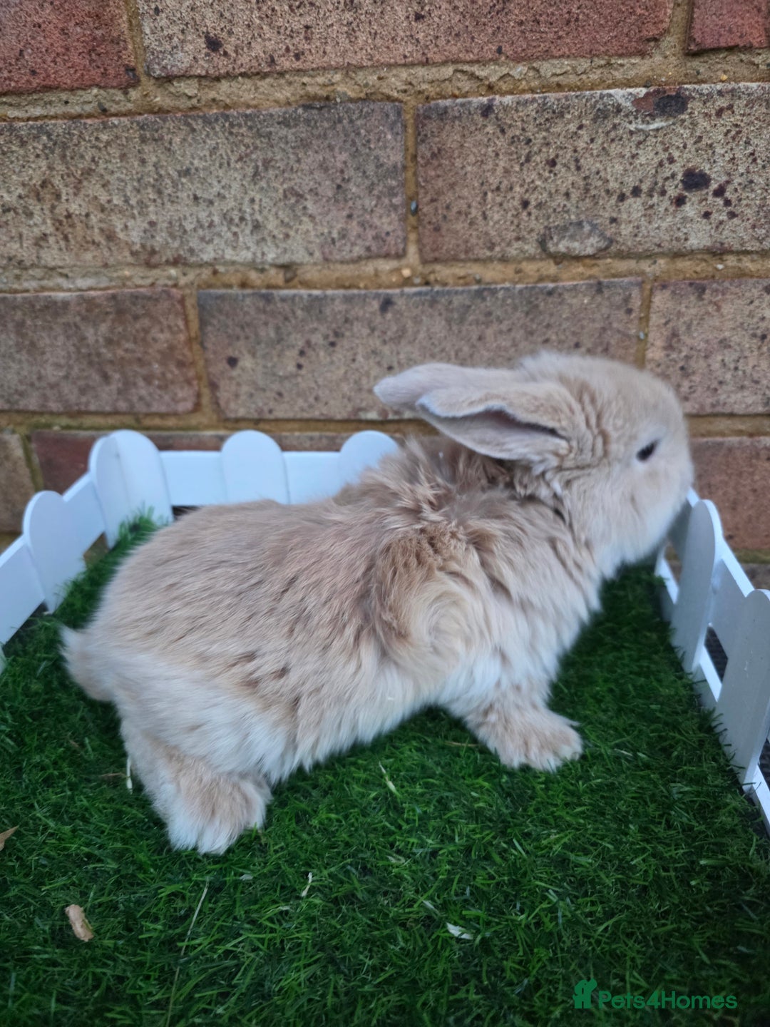 French Lop rabbits for sale: Pure bred French lops - Advert 20
