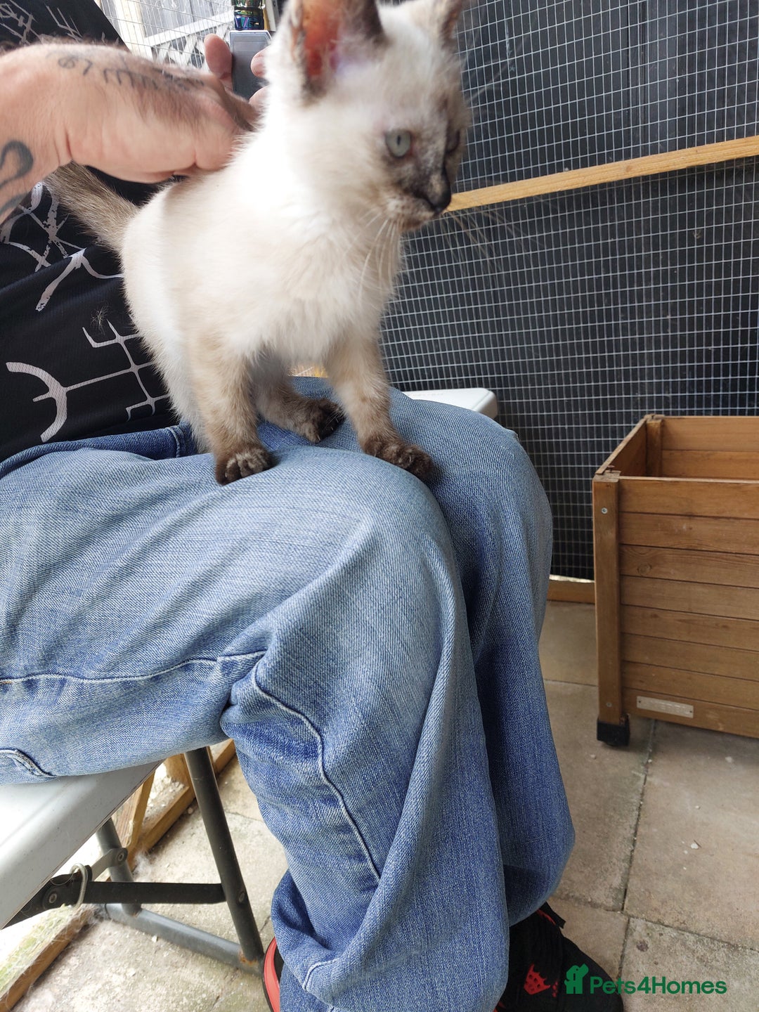 Ragdoll cats for sale: 1 beautiful 3 quarter ragdoll girl in Bedford - Image 12