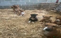 Border Collie dogs for sale: 5 border collie - Image 4
