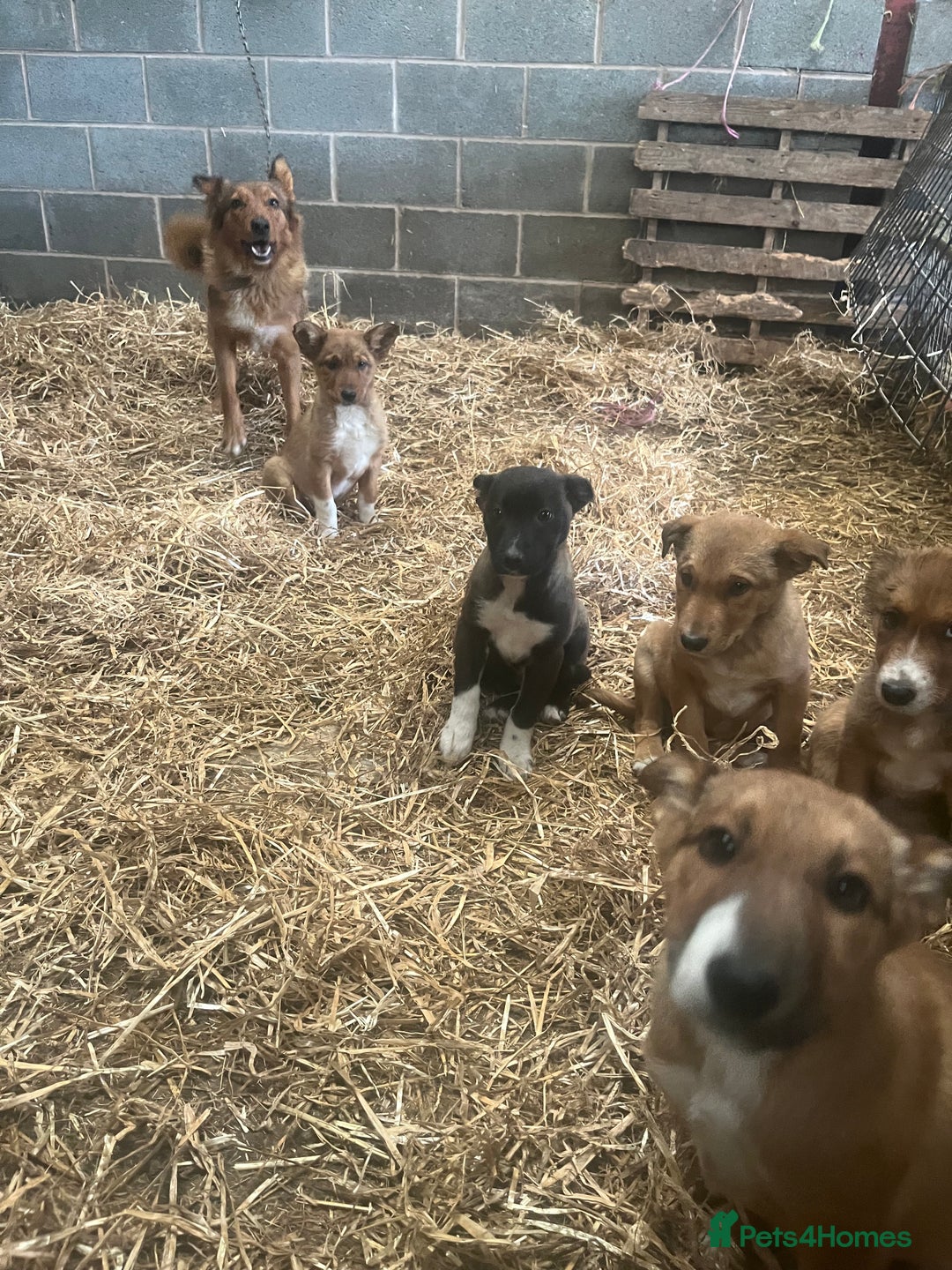 Border Collie dogs for sale: 5 border collie - Image 4