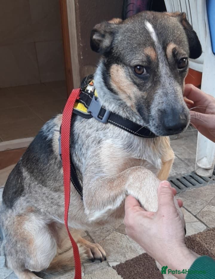 Mixed Breed dogs Sweet Cindy 💖 Clever & Learning to Trust - Advert 1