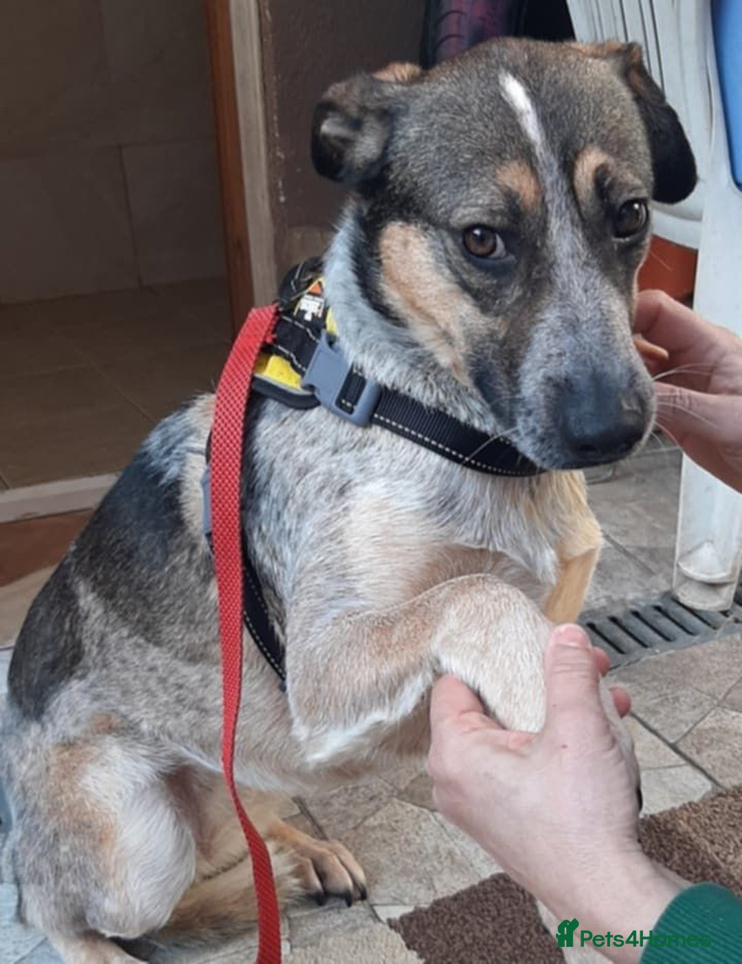 Mixed Breed dogs for adoption: Sweet Cindy 💖 Shy, Clever & Learning to Trust - Advert 3