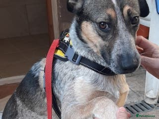 Mixed Breed dogs Sweet Cindy ๐ Clever & Learning to Trust - Advert 1