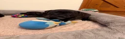 Staffordshire Bull Terrier dogs for sale: Chunky KC Registered Staffordshire Puppies - Advert 6
