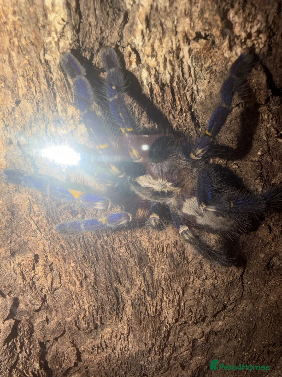 Spiders invertebrates for sale: Female Gooty Sapphire (Poecilotheria Metallica)  - Advert 1