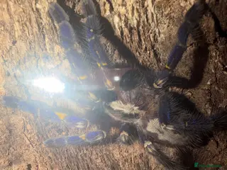 Spiders invertebrates Female Gooty Sapphire (Poecilotheria Metallica) - Advert 15