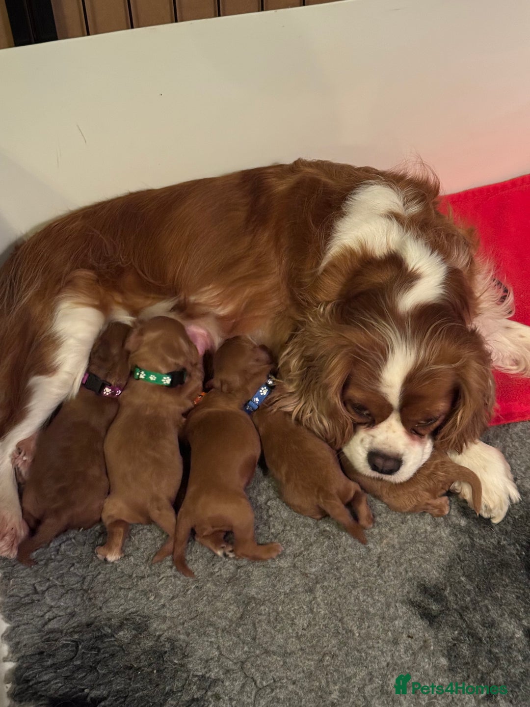 Cavapoo dogs for sale: Stunning F1 Toy Cavapoo’s 5* licensed breeder DNA - Advert 10