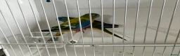 Parakeets birds for sale: Proven pair of Turquoise Grass Parakeet - Advert 7