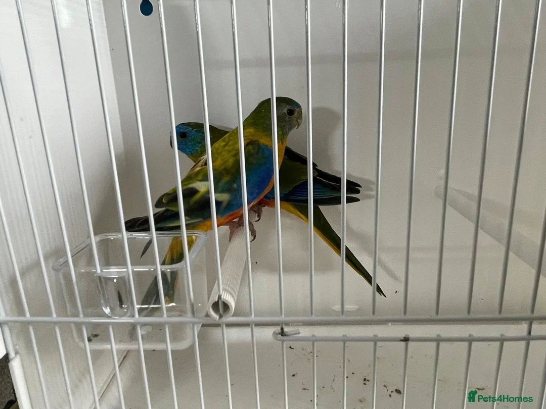Parakeets birds for sale: Proven pair of Turquoise Grass Parakeet - Advert 7