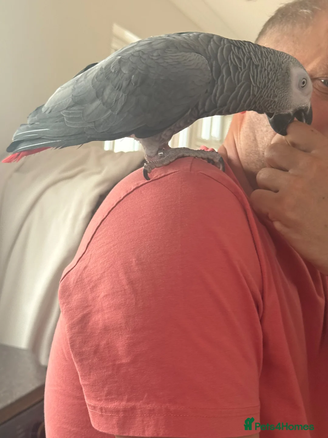 Parrots birds for sale: Grey african - Advert 2