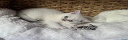 Scottish Fold cats for sale: British short hairs (Scottish straight) ready  - Advert 21