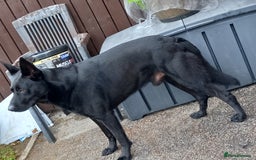 German Shepherd dogs for stud: 4-Year-Old Czech Shepherd- Proven Stud (Sheffield) - Image 3