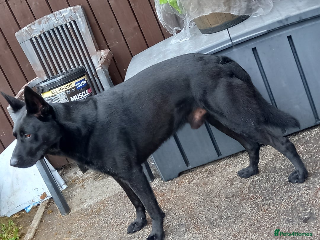 German Shepherd dogs for stud: 4-Year-Old Czech Shepherd- Proven Stud (Sheffield) - Image 3