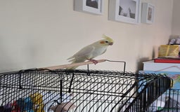 Cockatiels birds for sale: Male cockatiel for sale - Image 3