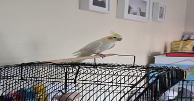 Cockatiels birds - Advert 7