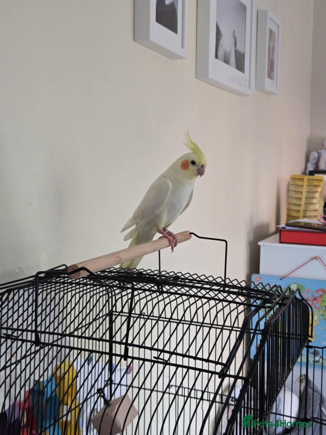 Cockatiels birds for sale: Male cockatiel for sale - Image 3