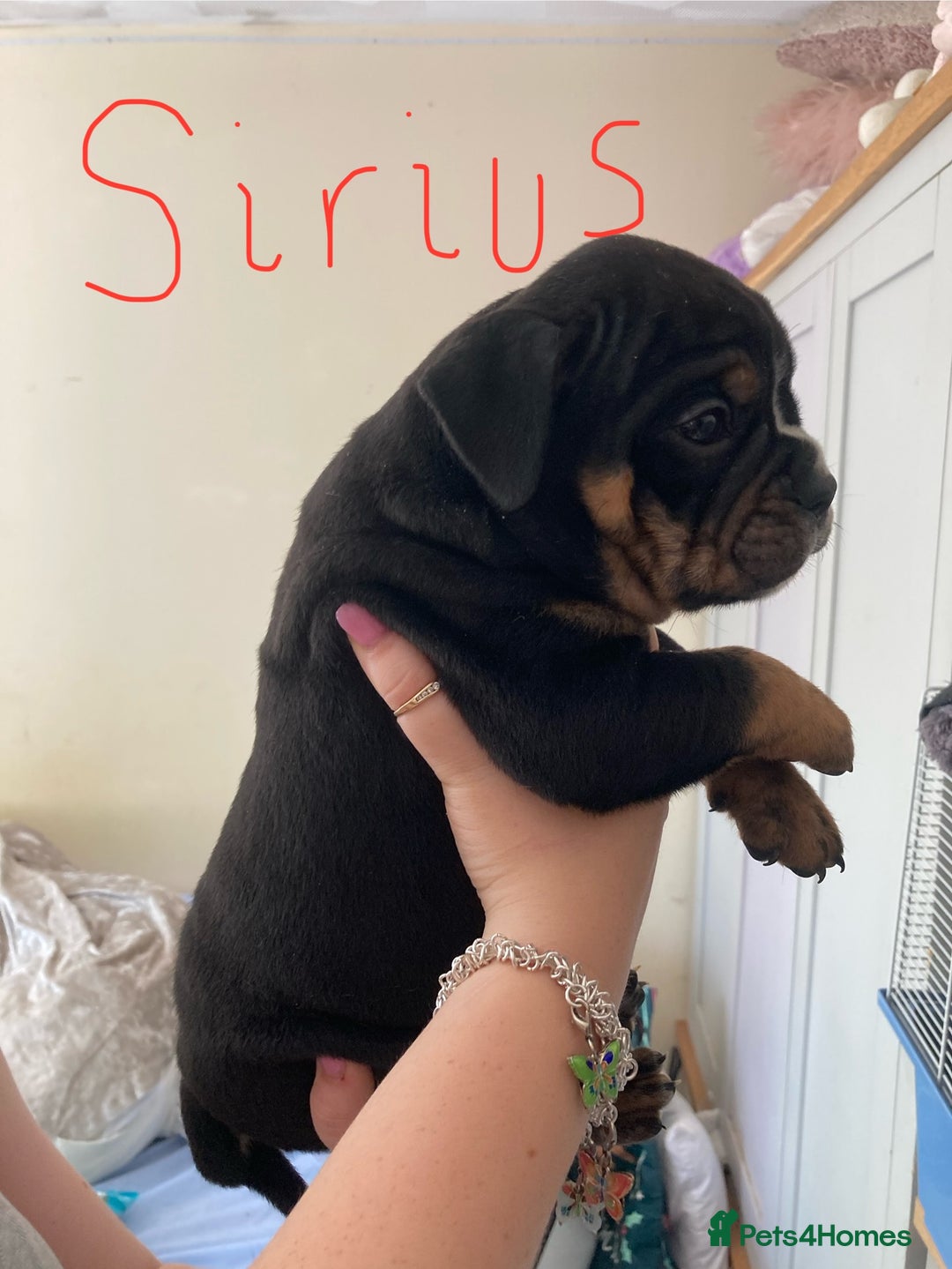 Olde English Bulldogge dogs for sale: Old English bulldog puppies - Image 12