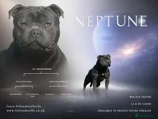 Staffordshire Bull Terrier dogs Quality health tested blue Stafford stud - Advert 3