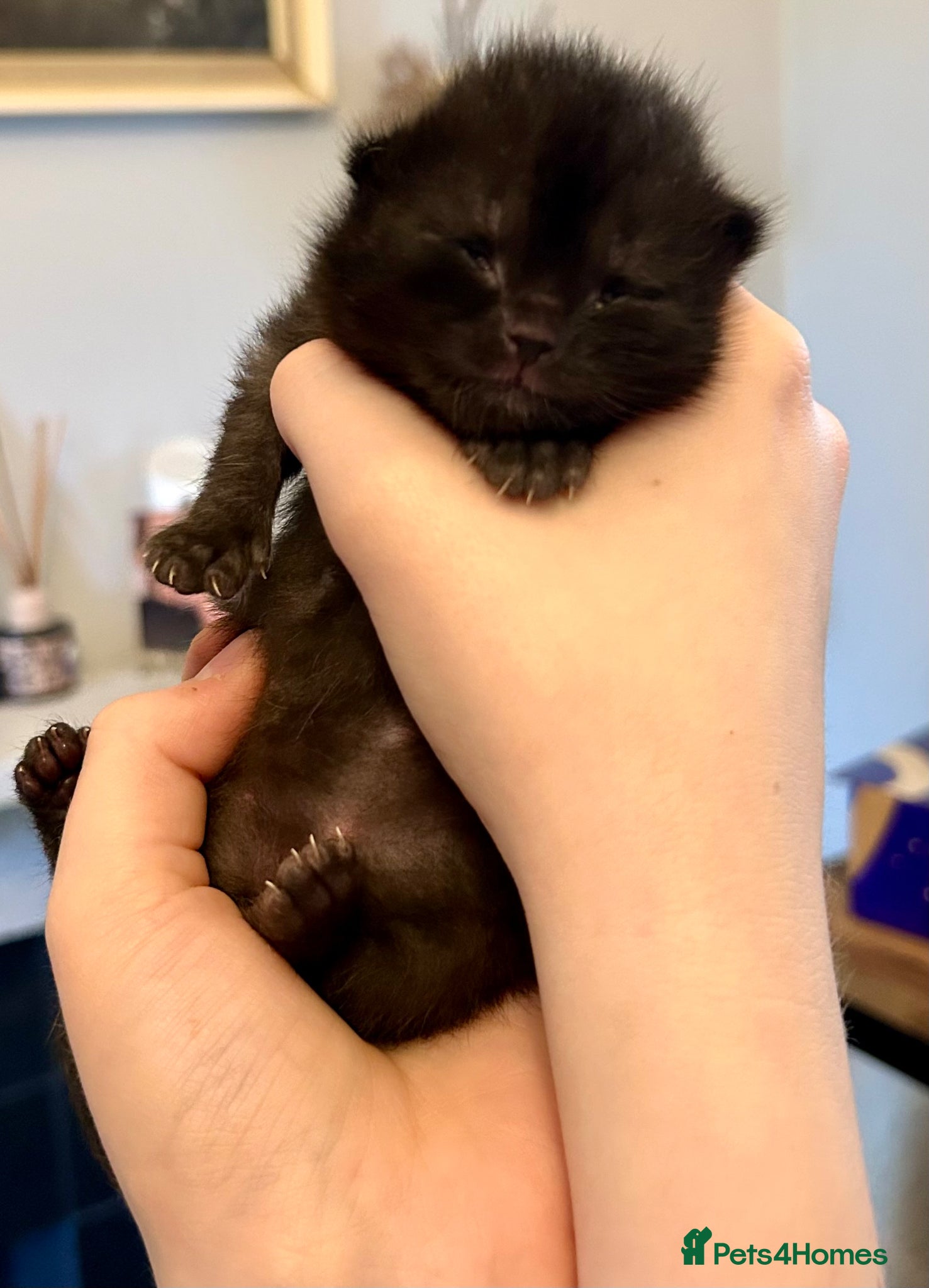 Scottish Fold cats Ragdoll x Scottish Fold - litter of 4!  - Advert 11