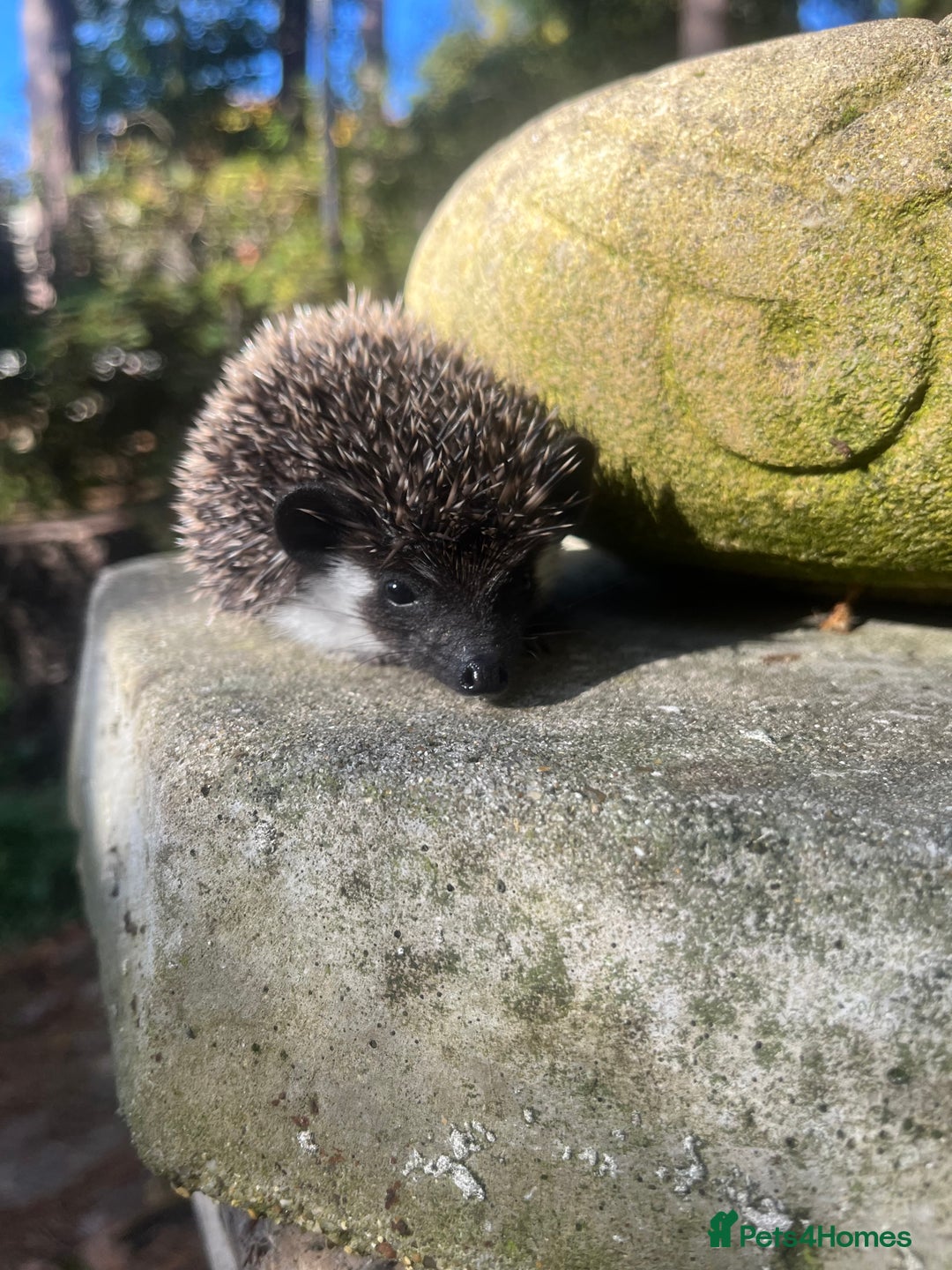 Pygmy Hedgehog rodents for sale: Stunning super friendly hoglets ready now!  - Image 9