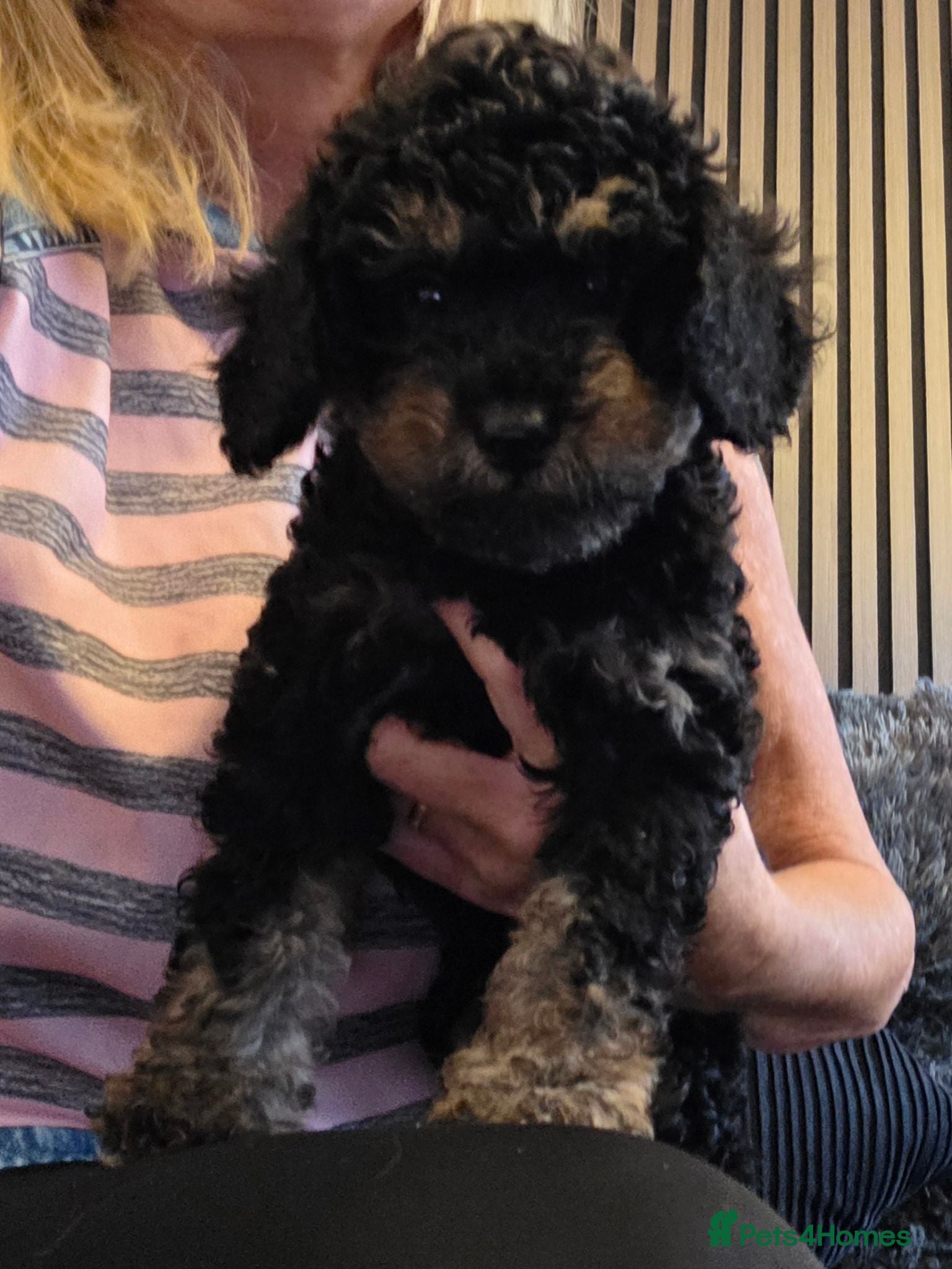 Jackapoo dogs Toy poodle 3/4 puppies  - Advert 7