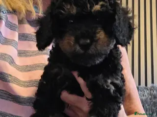 Jackapoo dogs Toy poodle 3/4 puppies - Advert 2
