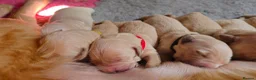 Golden Retriever dogs for sale: 8 KC/health tested gorgeous golden retrievers - Advert 4