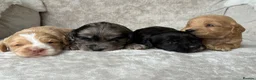 Cockapoo dogs for sale: Stunning F1 cockapoo puppies PRA FN clear in Stourport-on-Severn - Advert 16