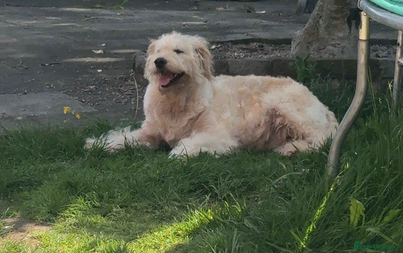 Mini Goldendoodle dogs for sale: F1B Mini Goldendoodles  - Advert 1