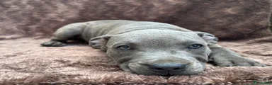 Staffordshire Bull Terrier 2
