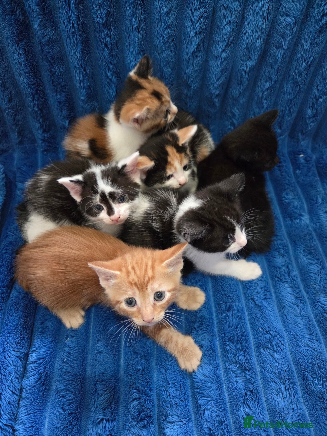 American Shorthair cats for sale: Beautiful 8 Week Old Kittens - Image 6