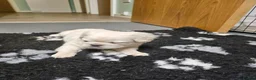 French Bulldog dogs for sale: Ready to leave now Rare Platinum French bulldogs   - Advert 21