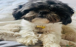 Shih Tzu dogs for stud: First Time Stood  - Advert 2