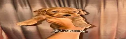 Cockapoo dogs for sale: Beautiful cockapoo f1 puppies ⭐  in Durham - Advert 5