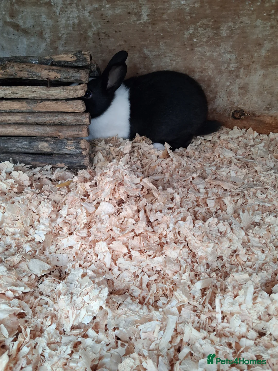 Dutch rabbits for sale: Dutch rabbits black and white - Advert 3