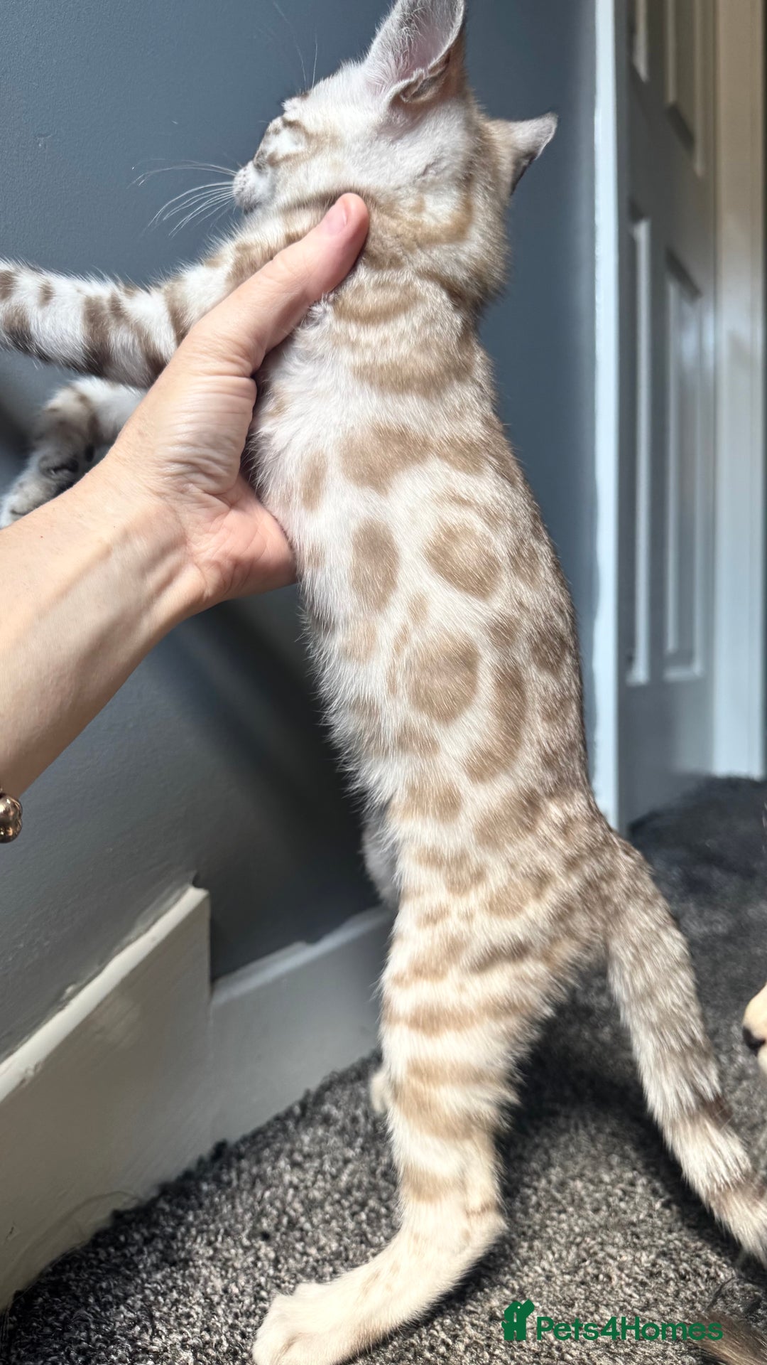 Bengal cats for sale: 🔥🏆OUTSTANDING SHOW BENGALS… READY 26th AUGUST💯 - Image 6