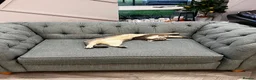 Scottish Fold cats for sale: Scottish fold straight  - Advert 4