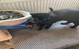 Mixed Breed cats for sale: 2 stunning little kittens for sale - Image 5