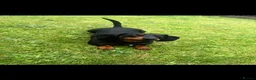 Miniature Dachshund dogs for sale: Miniature dachshund puppy’s🐾 - Advert 2