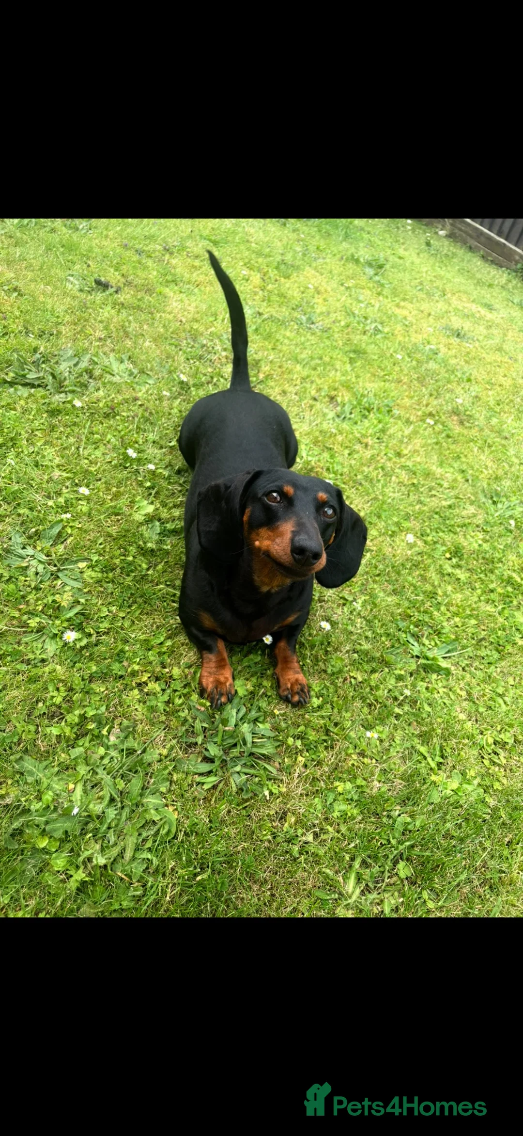Miniature Dachshund dogs for sale: Miniature dachshund puppy’s🐾 - Advert 2
