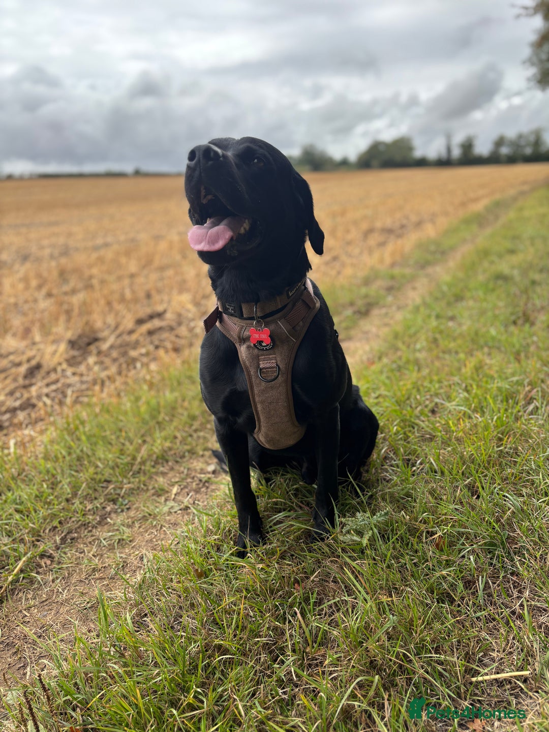 Labrador Retriever dogs for stud: Gentle Police-Trained Labrador Stud - Advert 8