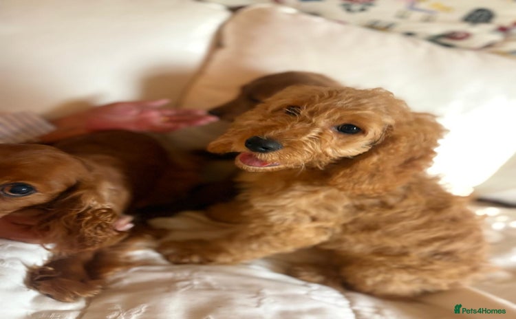 Mixed Breed dogs - Advert 2