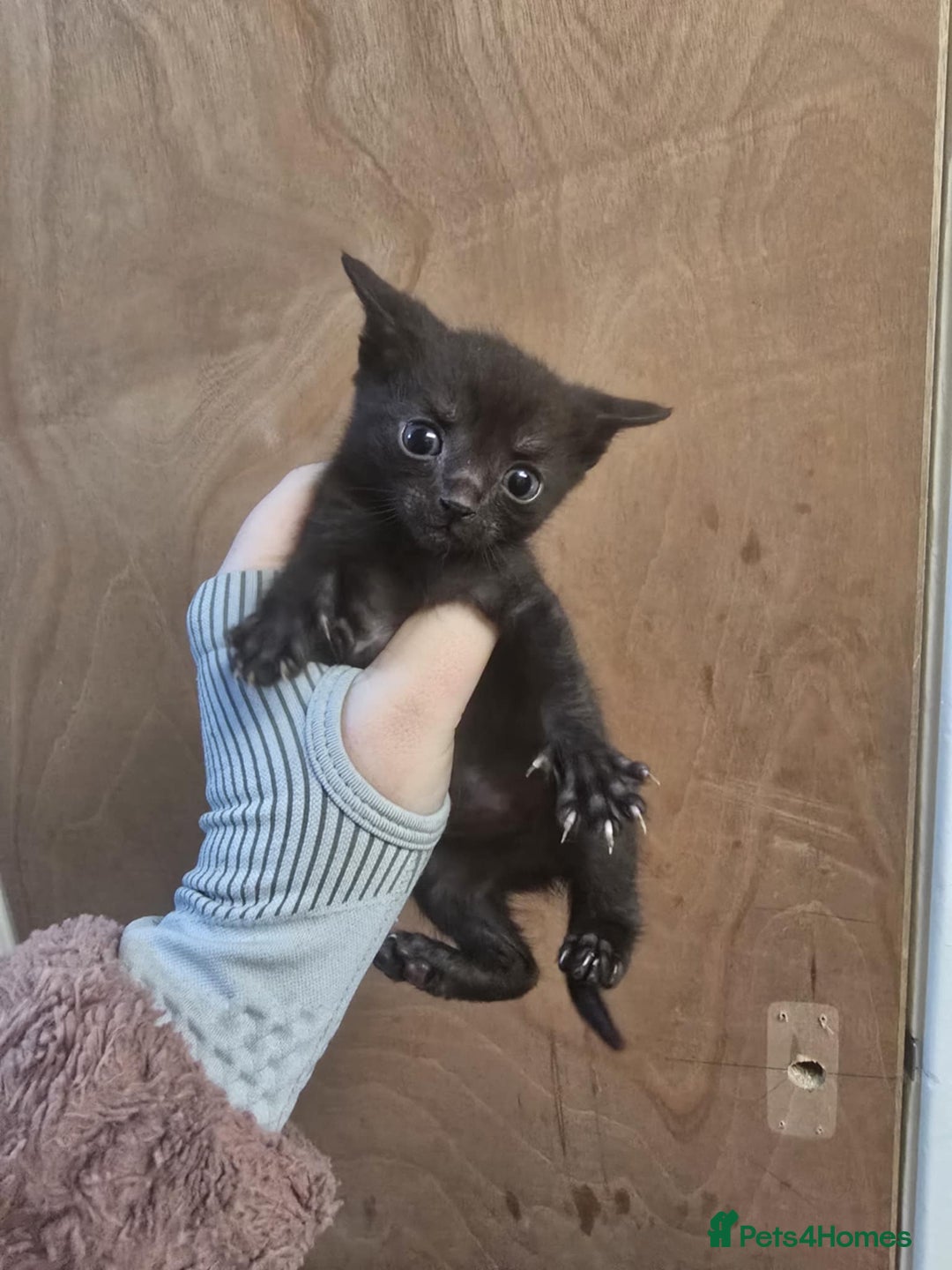 Mixed Breed cats for sale: 3 lovely kittens - Advert 2