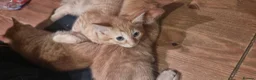 Mixed Breed cats for sale: We looking for home - Advert 7