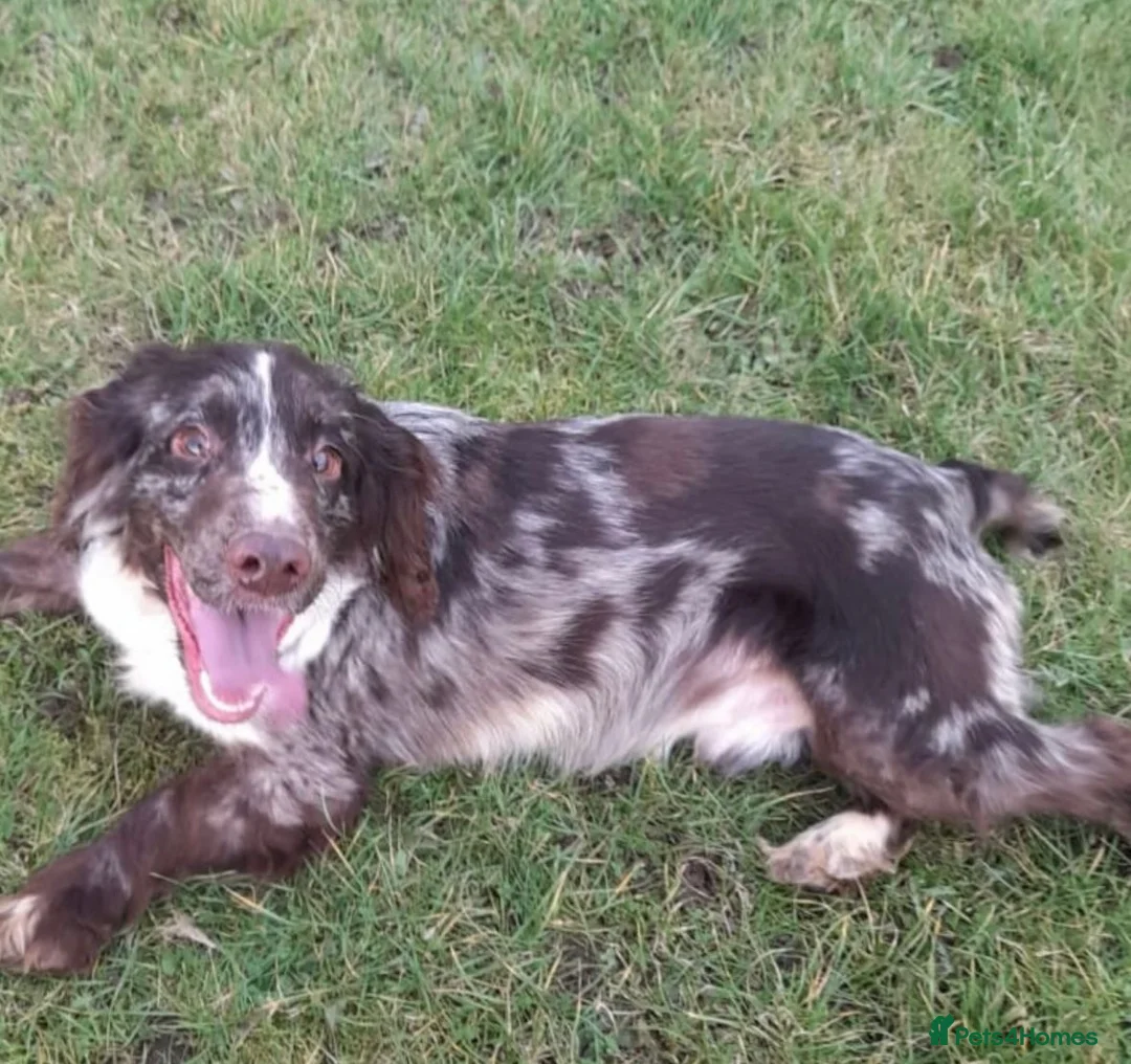 Sprocker dogs for sale: Beautiful sprockers looking for forever home in Sheffield - Advert 39