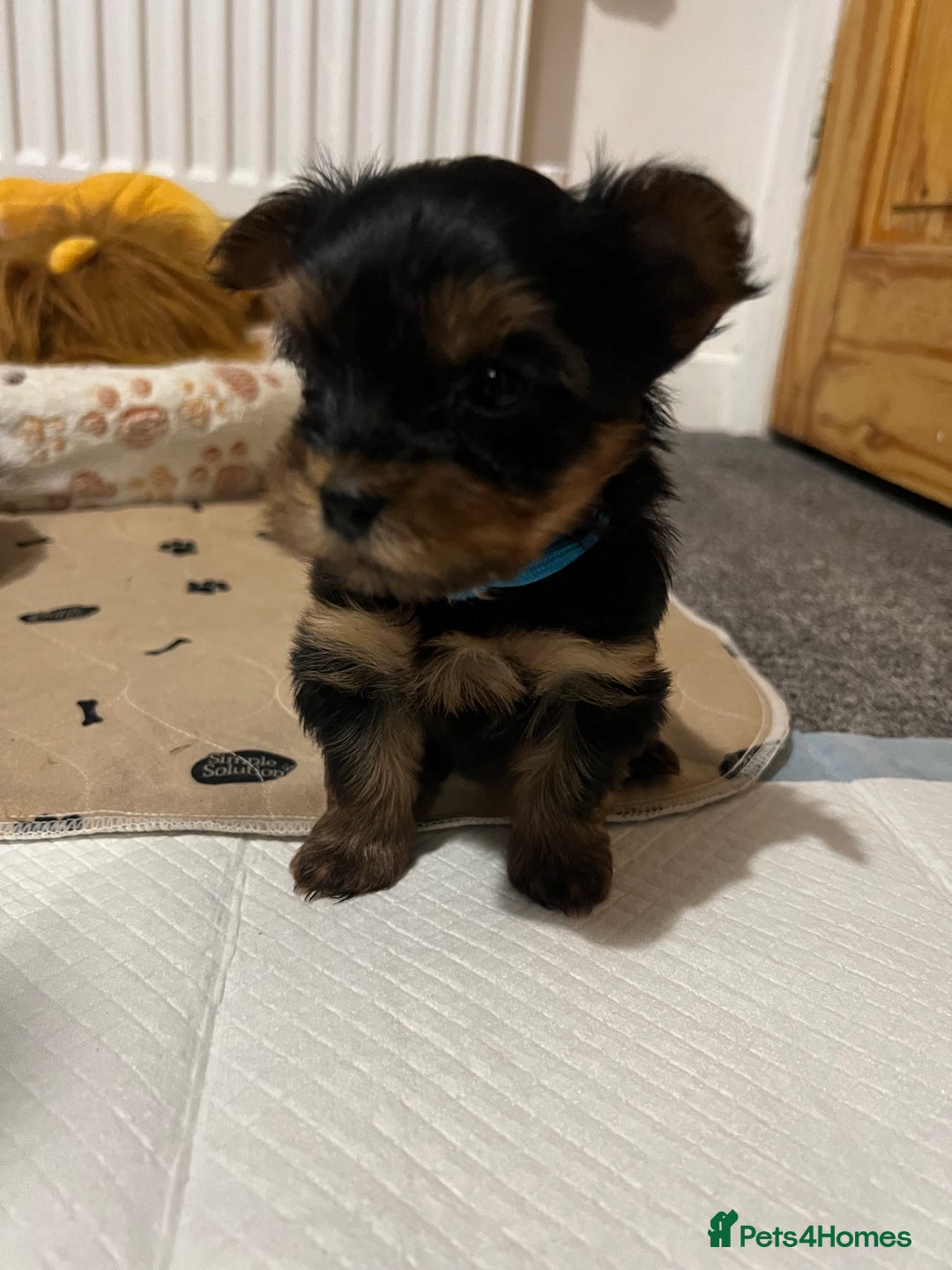 Yorkshire Terrier dogs for sale: 4 little pure breed Yorkshire terrier puppies  - Advert 5